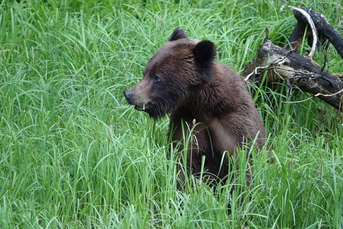 A young female grizzly bear munches sedge.