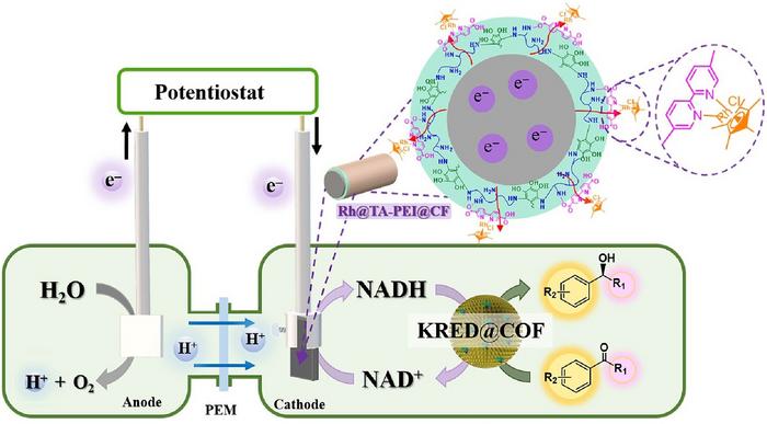 A Rh complex anchored cathode for cofactor regeneration and asymmetric reduction coupled with immobilized enzymes.