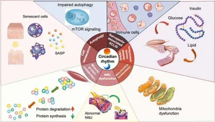 Diagram illustrating the primary pathological processes associated with sarcopenia linked to circadian rhythm mechanisms