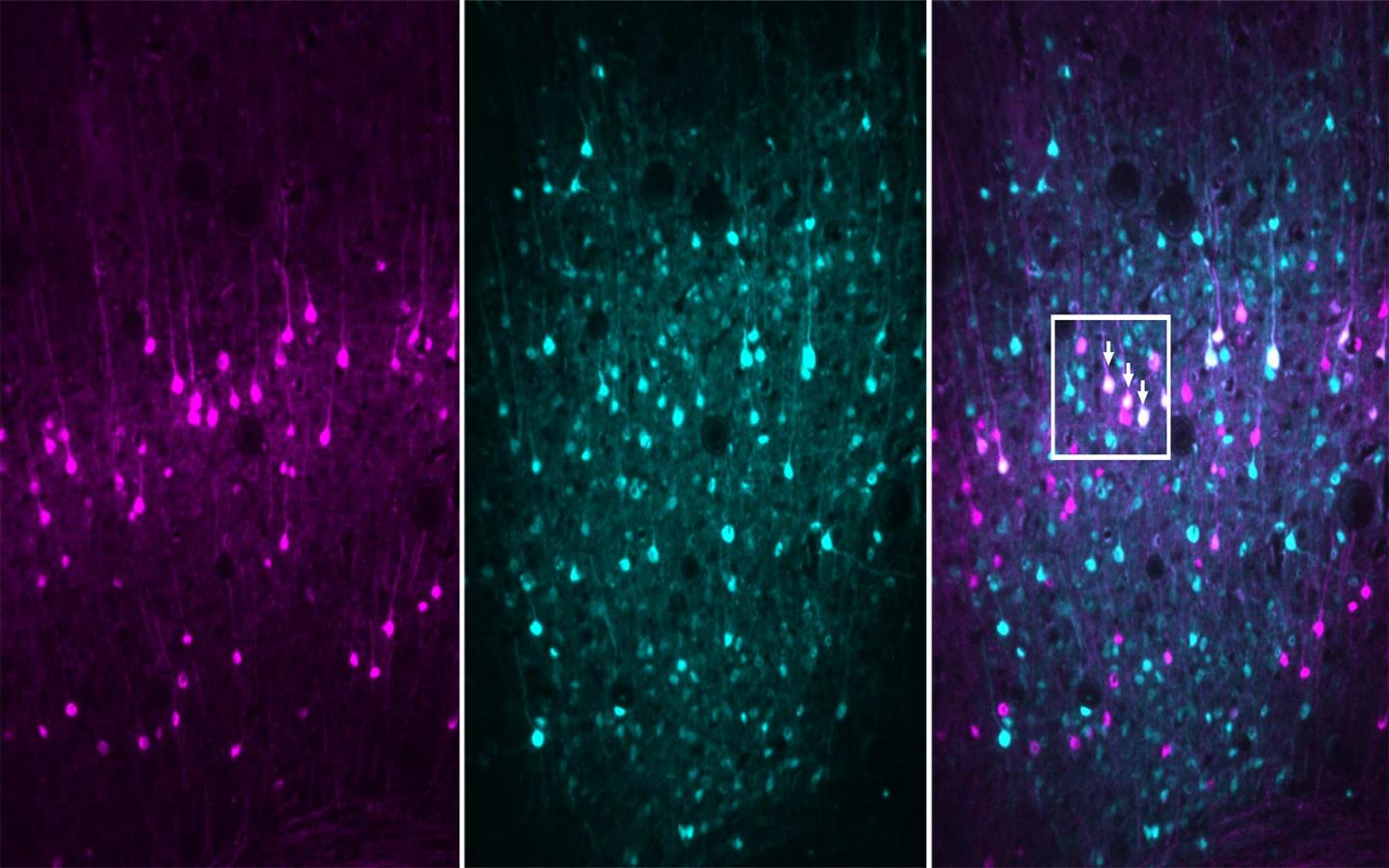 Mouse Auditory Cortex