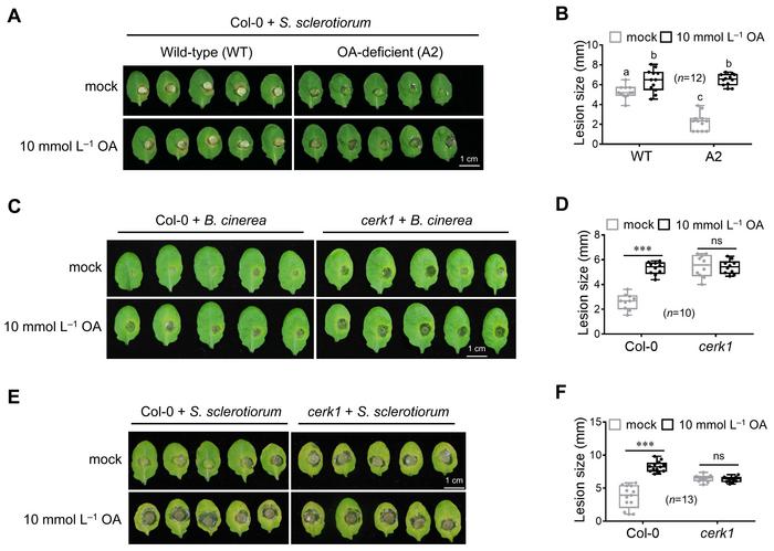 OA promotes fungal infection in Arabidopsis via CERK1