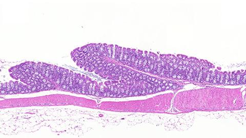 Histological Image