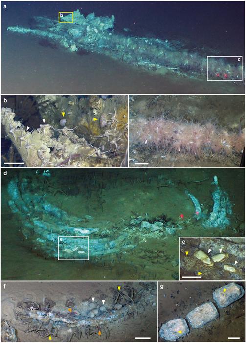 Whale-fall ecosystems in the sulfophilic stage in the Diamantina Zone.
