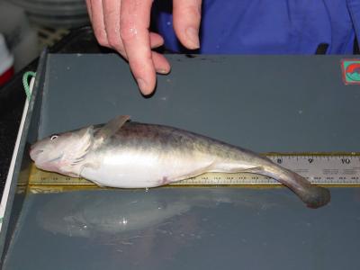 Rapid Mutations Allowed Fish to Resist Pollution (6 of 8)