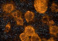 Spheres of Liver Cells on the Scaffold