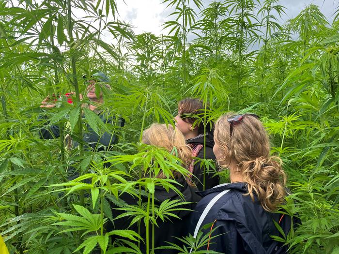 Hemp field