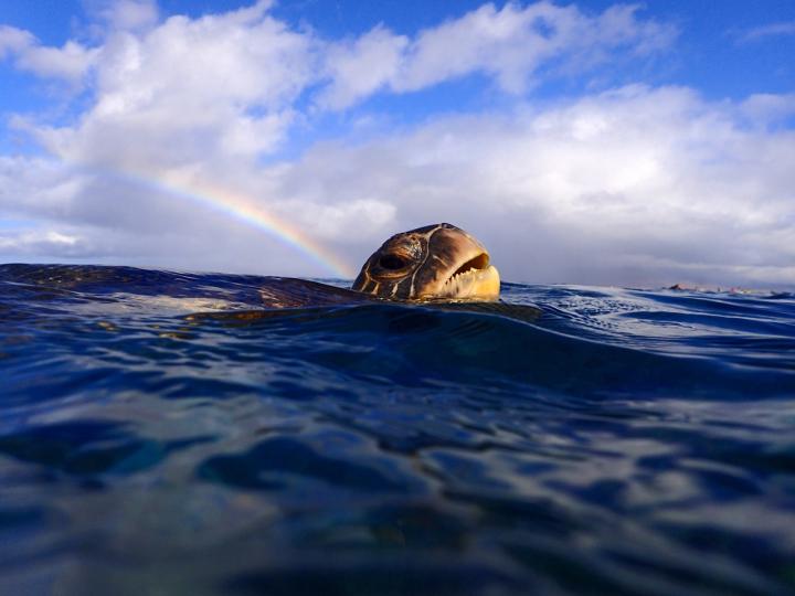 Green Turtle