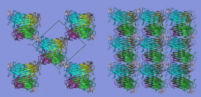 Protein Concanavalin A