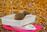 Mongoose Weights Image