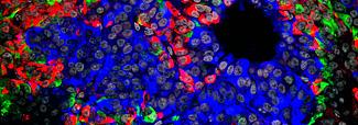 Endocrine Cells