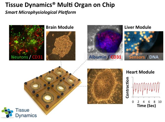 Human on Chip Platform