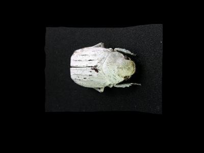 Stereo-microscope Picture of the Beetle Cyphochilus