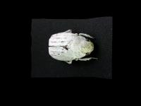 Stereo-microscope Picture of the Beetle Cyphochilus