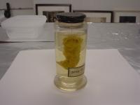 Intestine Sample