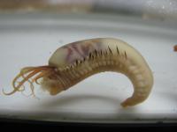 Bristle Worm (Andvord Bay, Antarctica)