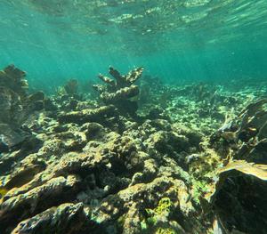 Dead reef crest on Mexico's Caribbean coast