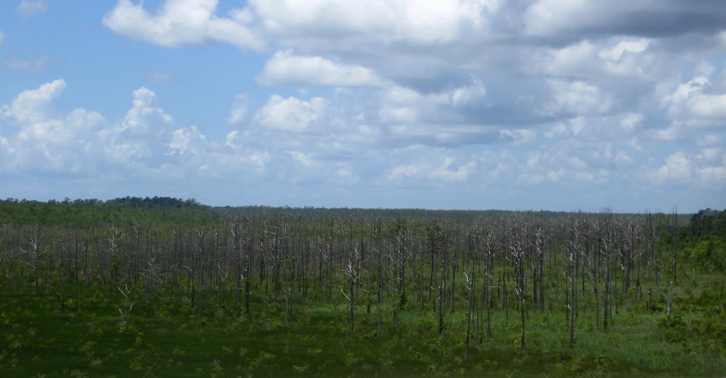 Ghost Forests