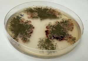 Engineered Aspergillus nidulans produces a non-natural ovalicin molecule