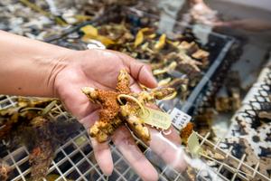 Coral Seeding