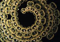 A Whorl of Salps