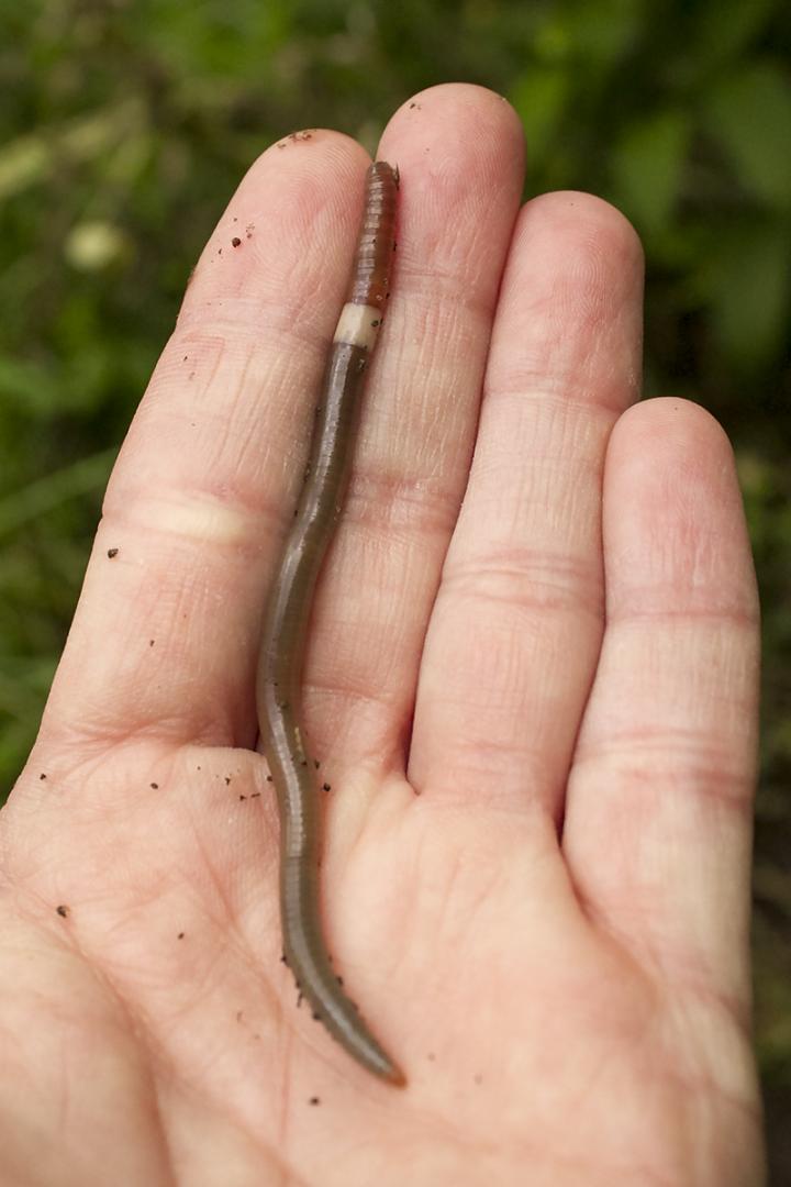 Asian Jumping Worm