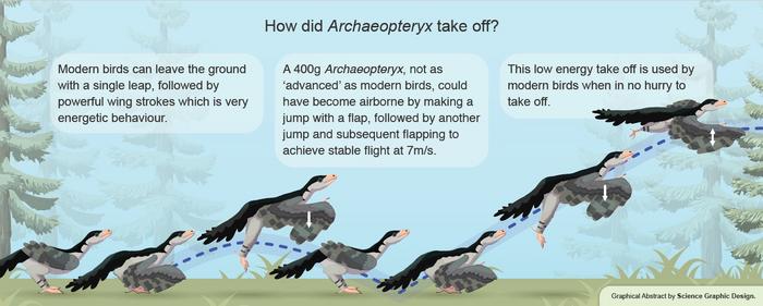 Illustration of take off by Archaeopteryx