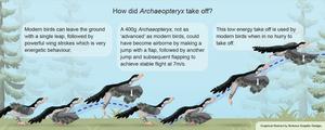 Illustration of take off by Archaeopteryx