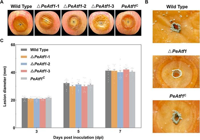 The influence of PeAtf1 on decay morphology and lesion diameter of P. expansum.