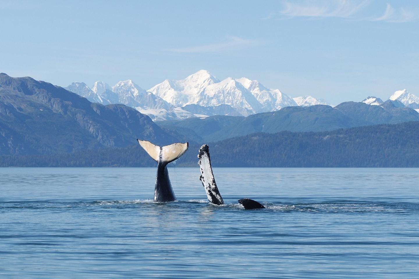Mother and Calf