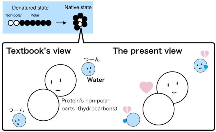 A cartoon depiction of the new theory on the mechanism underlying protein folding