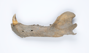 Jawbone