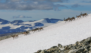 Reindeer on Langefonne.