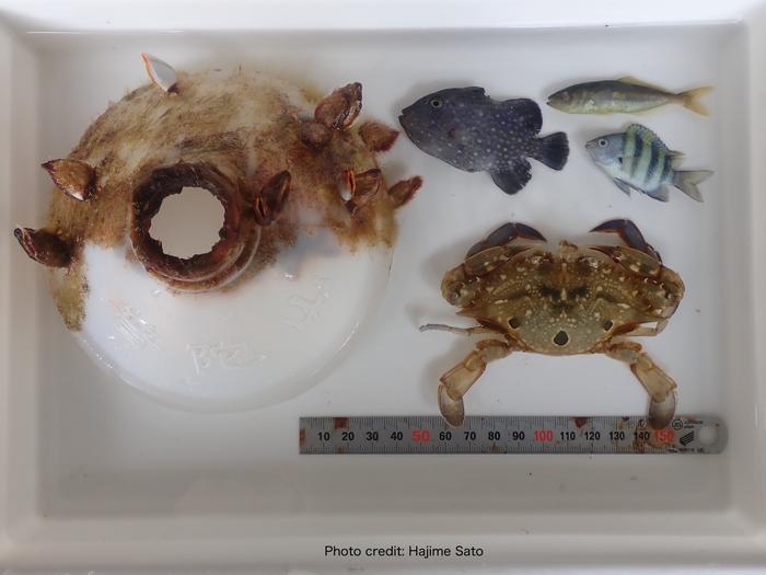 The bottle with associate organisms and the crab
