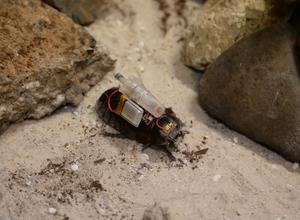 'Paraborg' cyborg paramedic cockroaches obstacle course