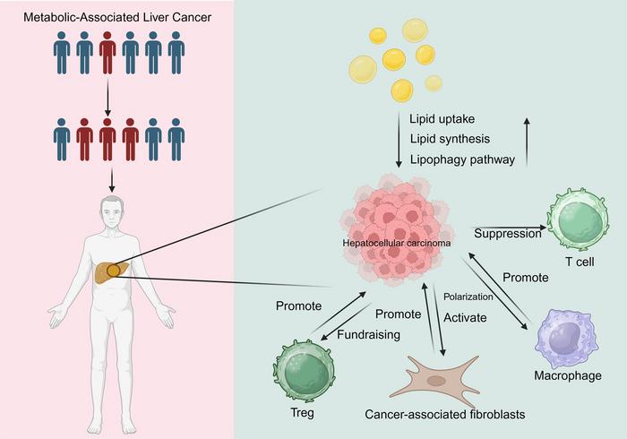 Advances in Lipid Metabolism Reprogramming in Hepatocellular Carcinoma