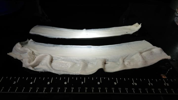 Gelatin Fibers