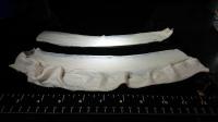 Gelatin Fibers
