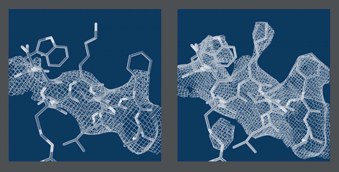 Structural Elements of Photosystem II