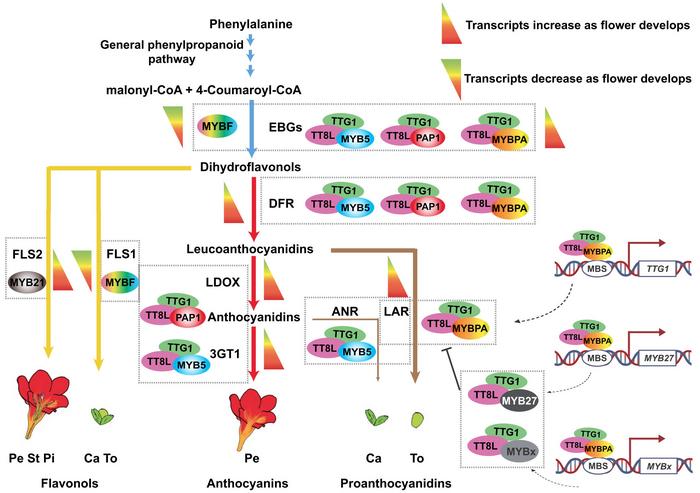 Proposed model of flavonoid biosynthesis regulation in Freesia flower.