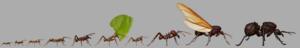 Leafcutter ant sizes