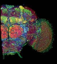 Antibody Staining Reveals Brain Regions