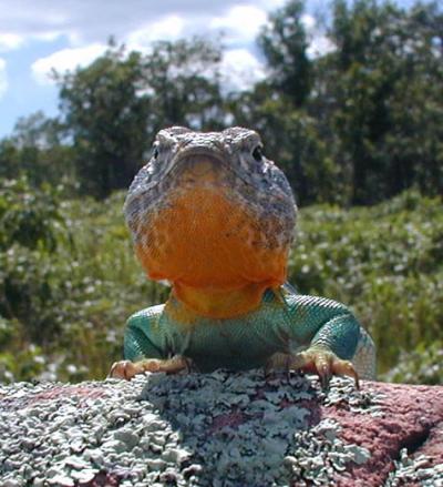 <i>Crotaphytus collaris collaris</i>