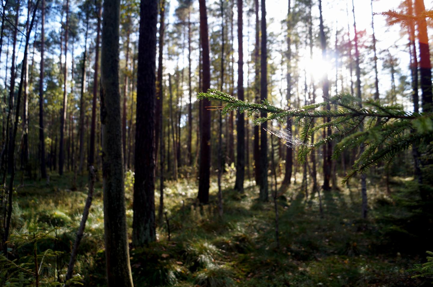 Białowieża Forest