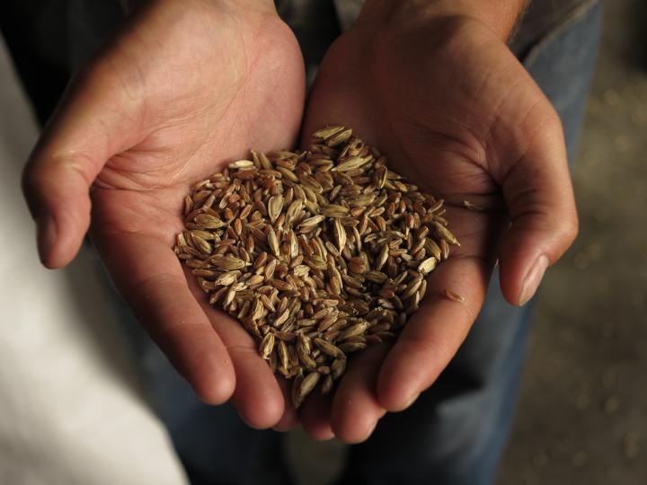 Emmer Grain