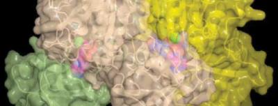 The Newly Discovered SalL Enzyme