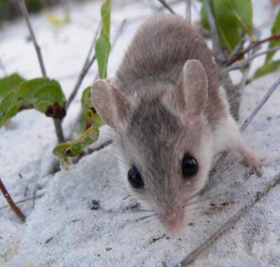 The Protein for Protective Camouflage (3 of 5)
