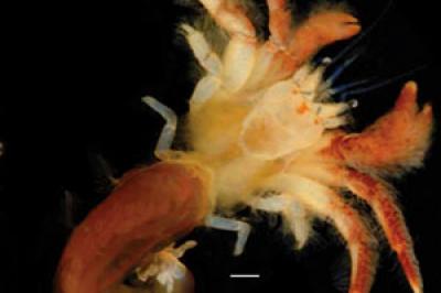<I>Areopaguristes tudgei</I>