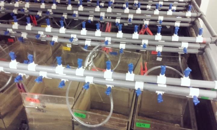 Sediment Cores