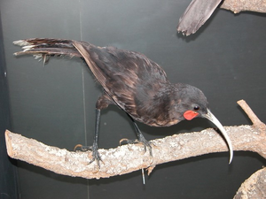 Huia