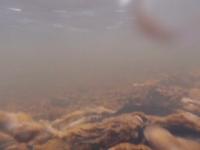 Dartmouth Rock Snot Study (2 of 2)